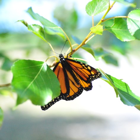 12th annual cadillac hospital power of the purse