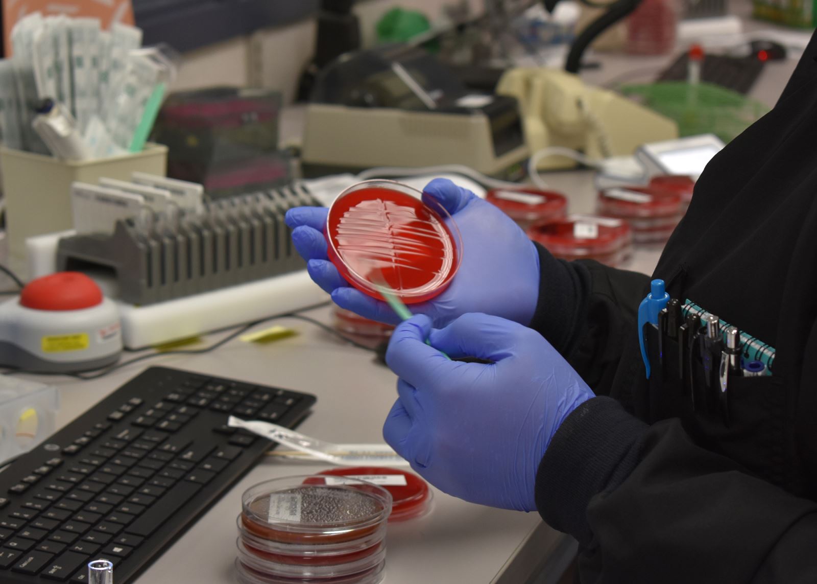 Preparing petri dish