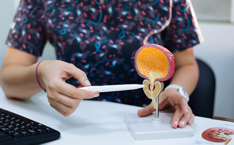 Healthcare provider pointing to prostate on model