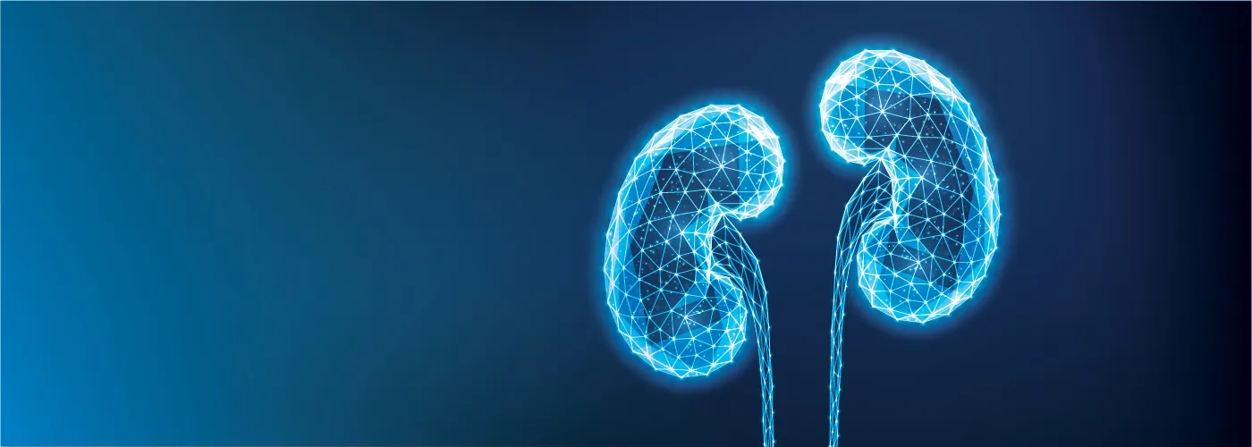 Illustration of kidneys